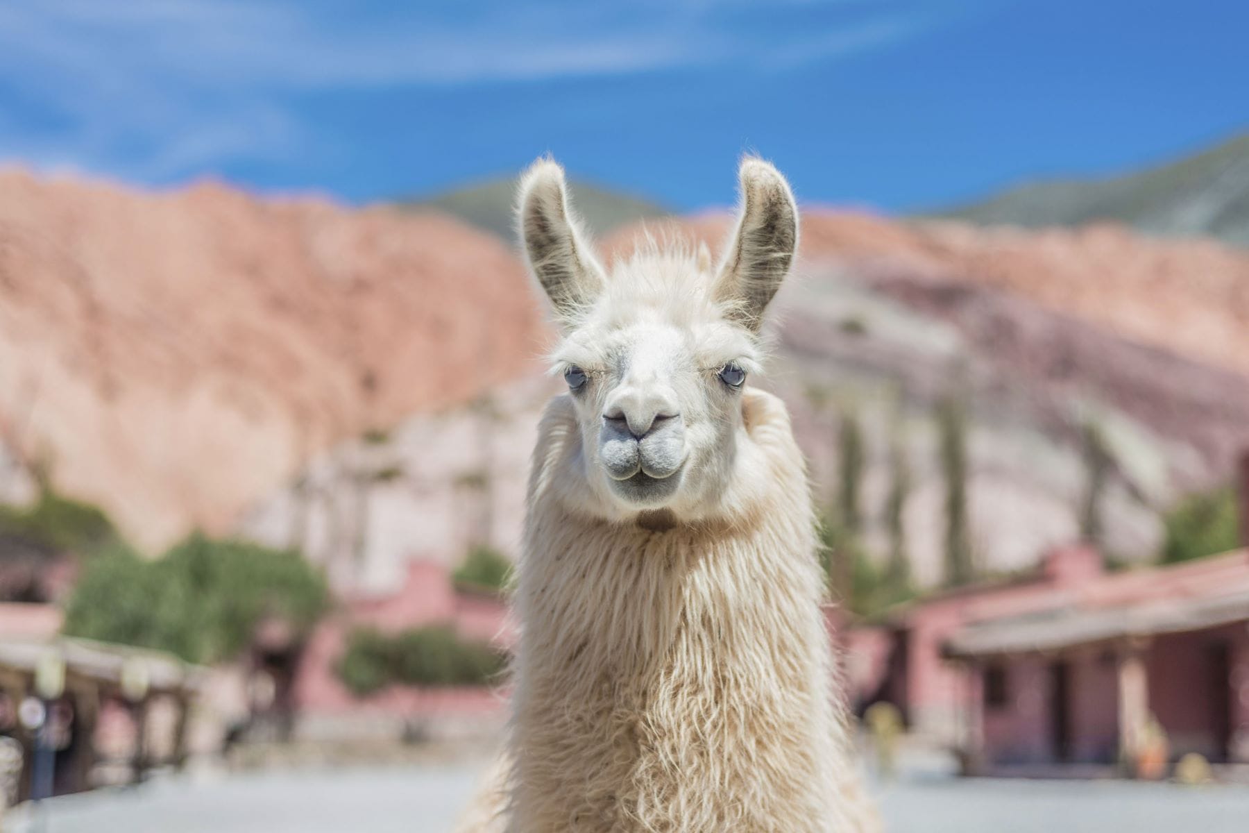 Caminata con Llamas desde Purmamarca