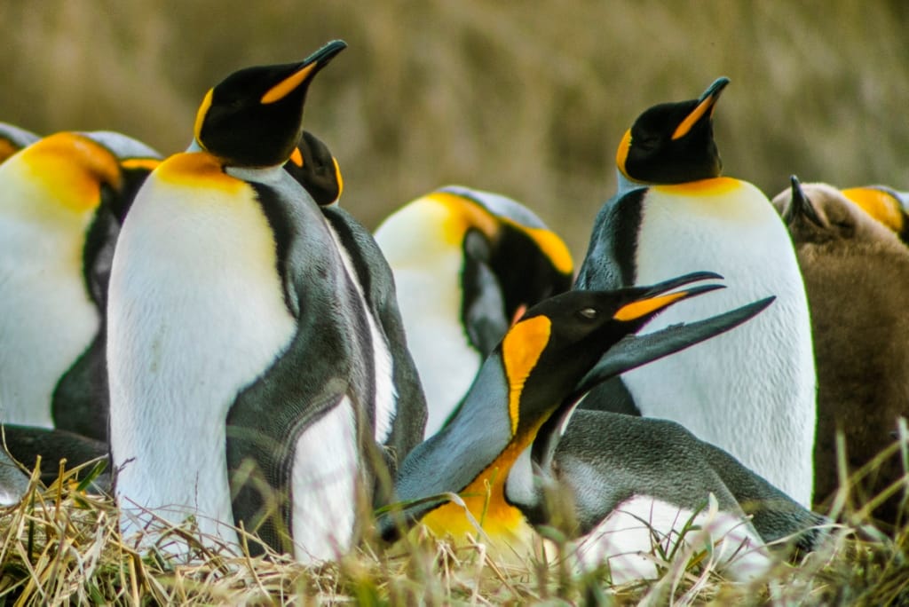 Tour del Pingüino Rey y Tierra del Fuego