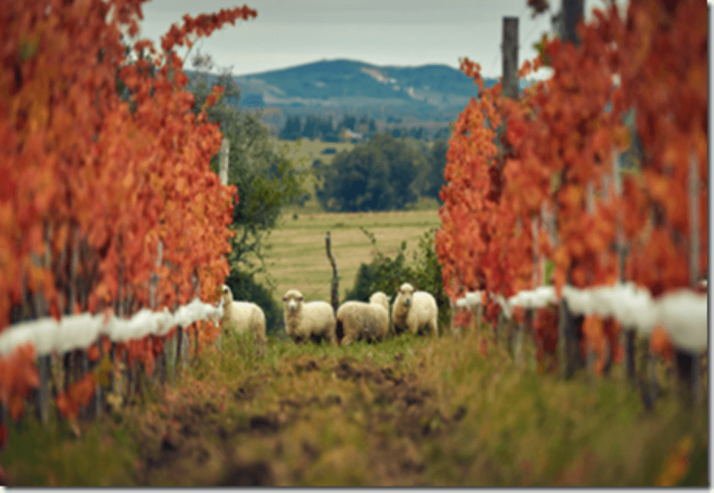 Viña Edén Vinos y Gastronomía