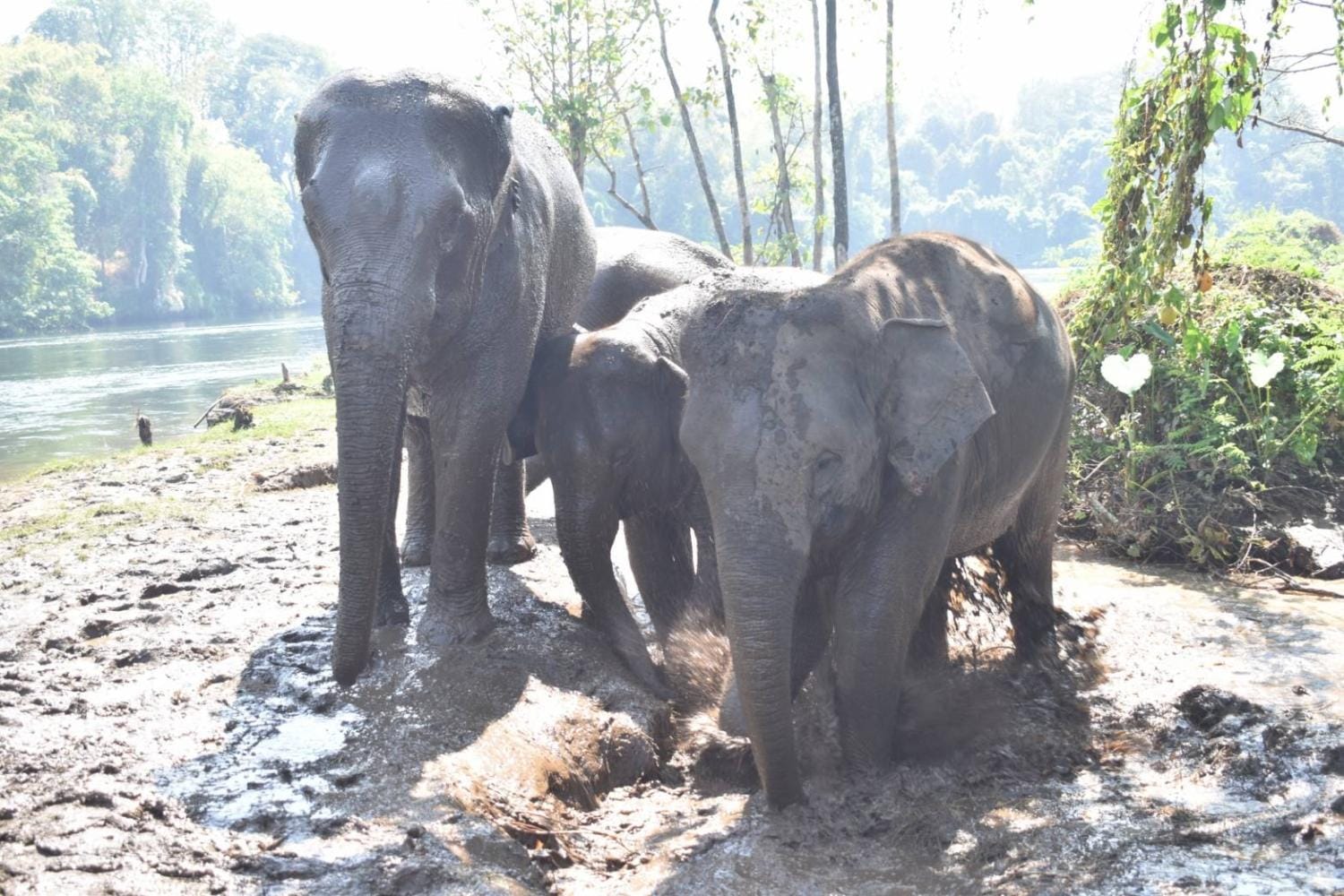 Experiencia con elefantes en Kanchanaburi desde Bangkok