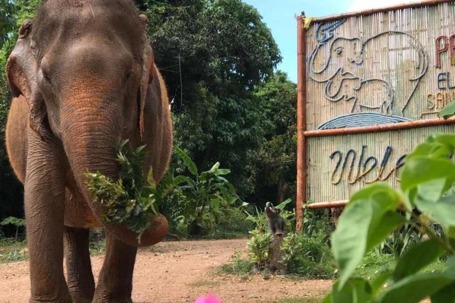 Visita al santuario de elefantes de Pattaya por la mañana