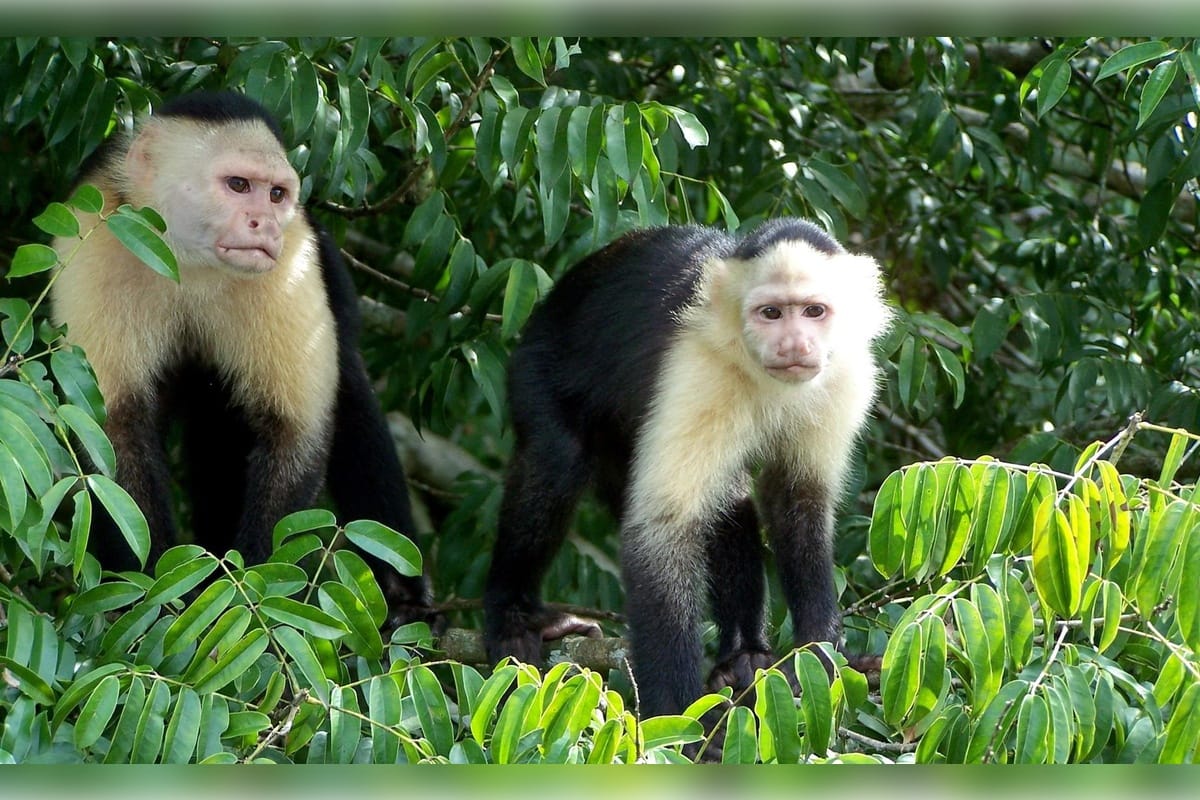 Isla de los Monos Tour