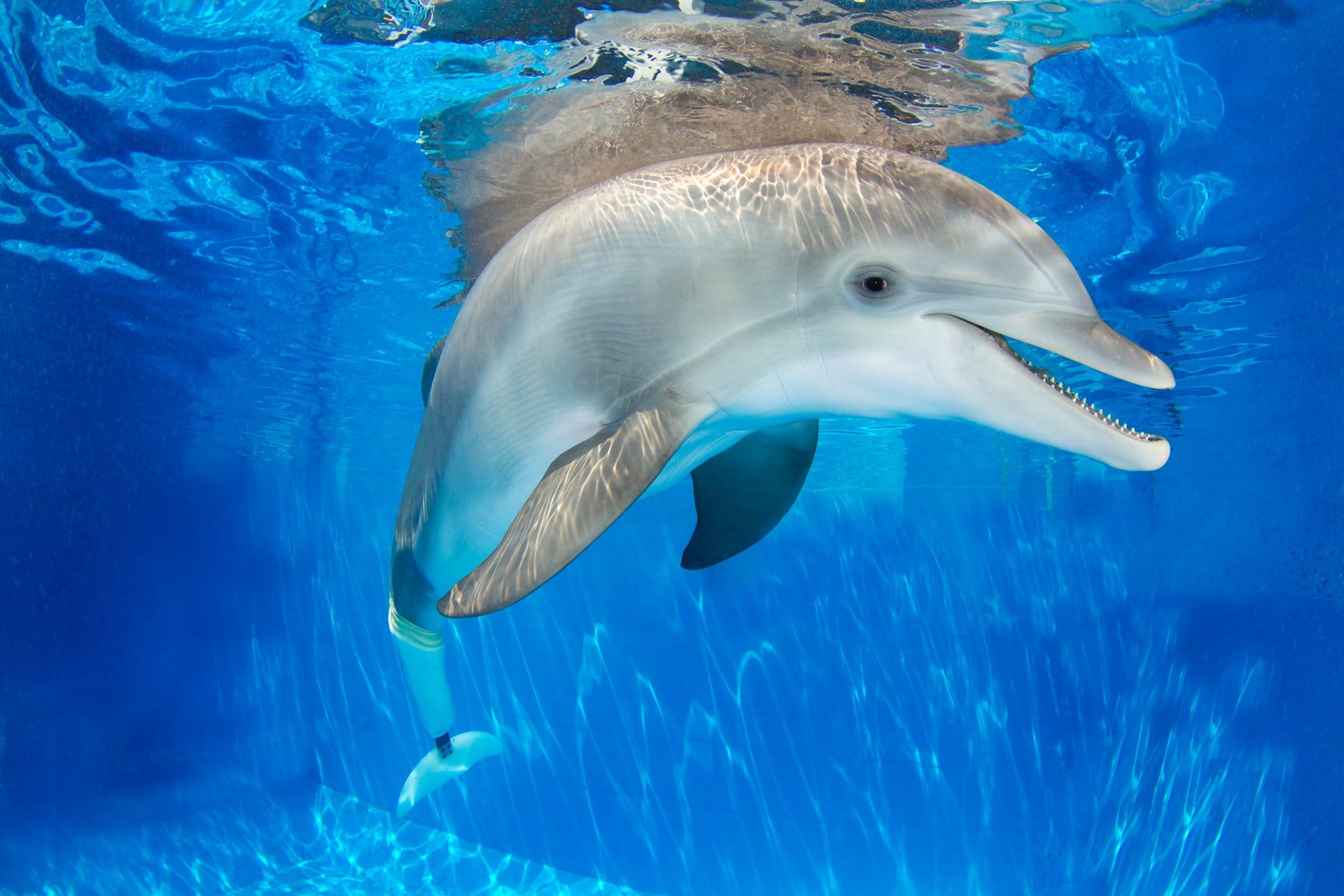 Clearwater Marine Aquarium Admission