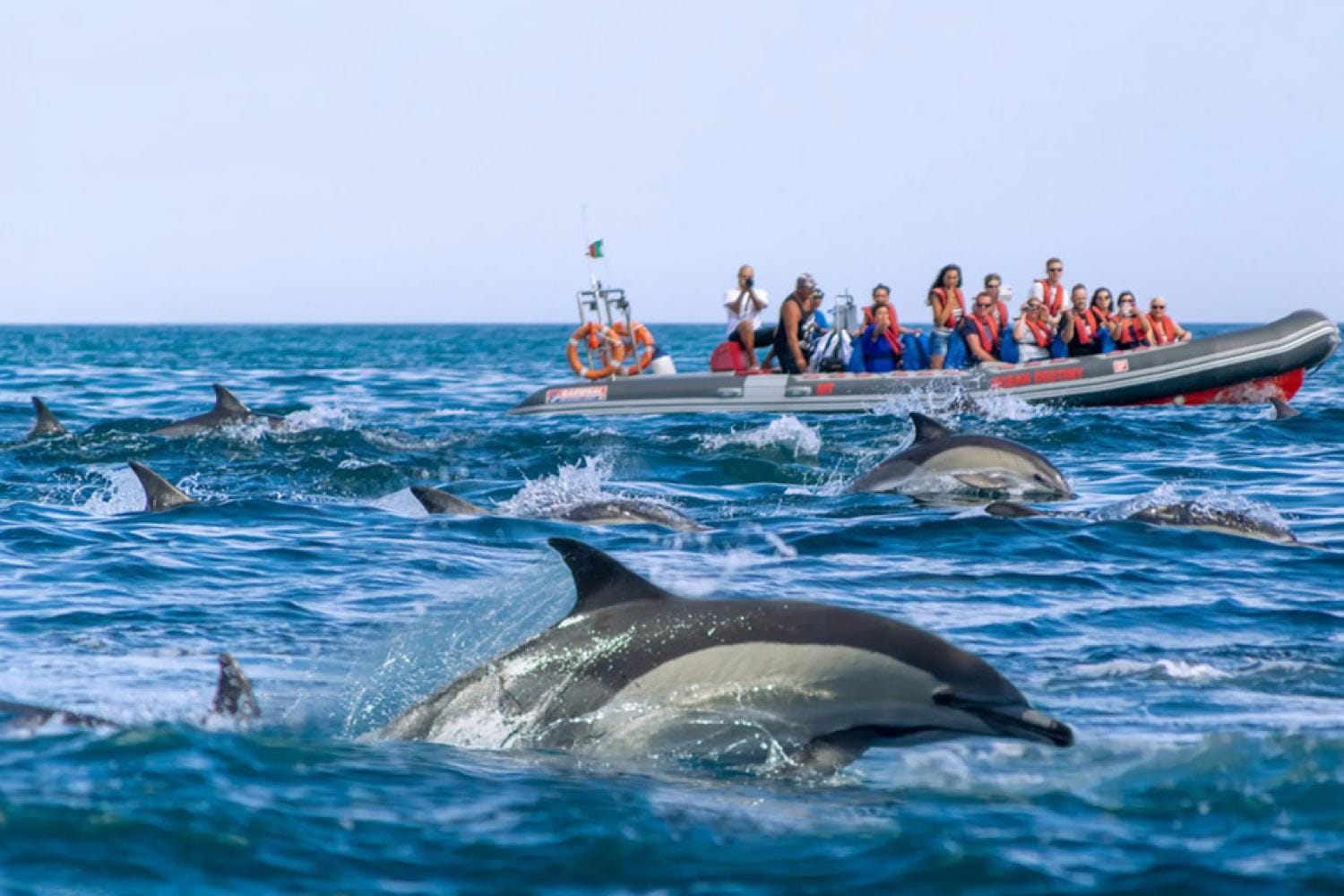 Delfines y cuevas - Barco semirrígido desde Albufeira