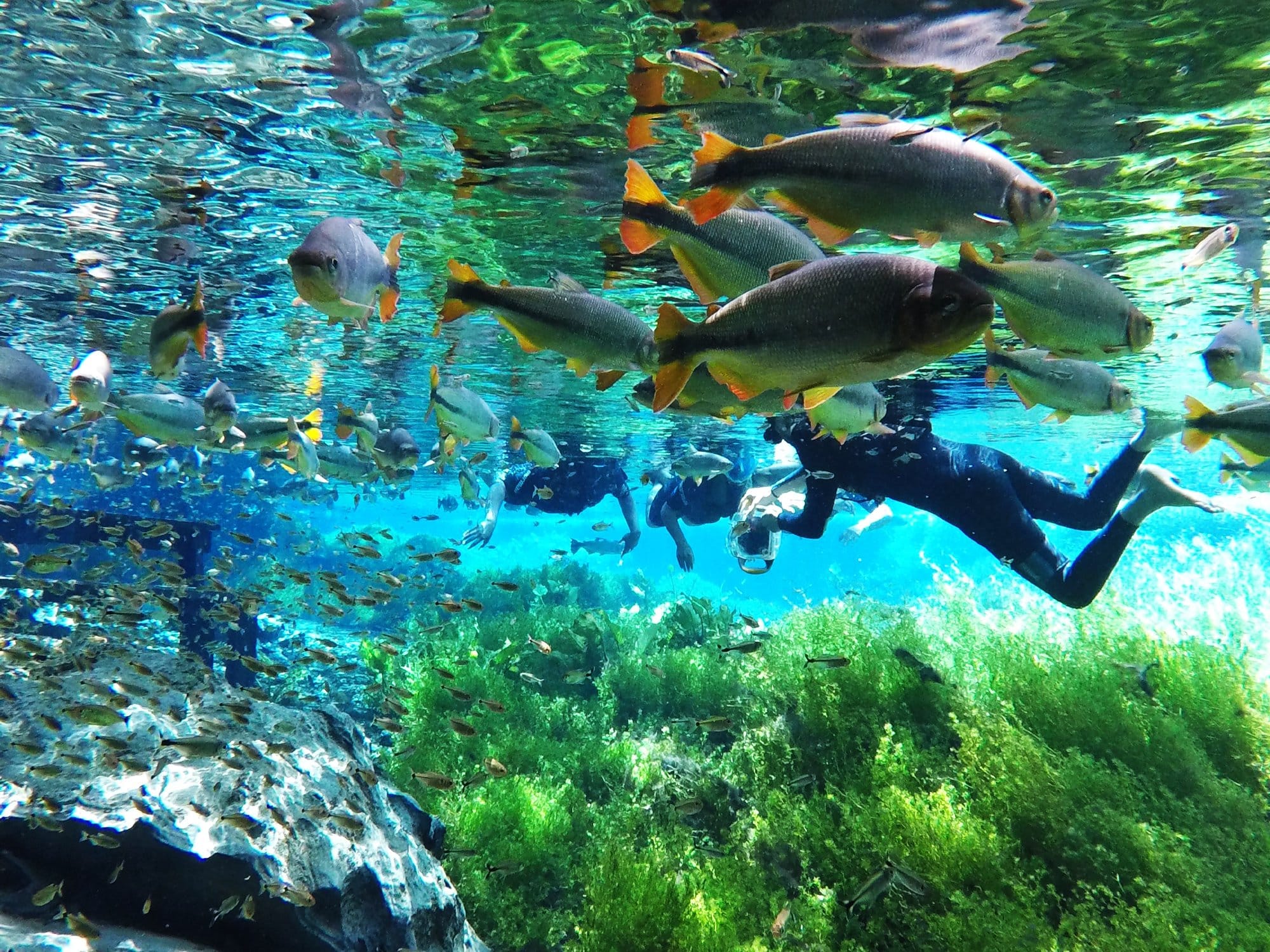 Flutuação - Aquário Natural