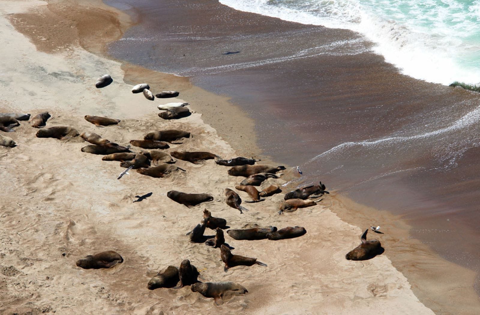 Puerto Madryn: Excursión a Península Valdes Clásica