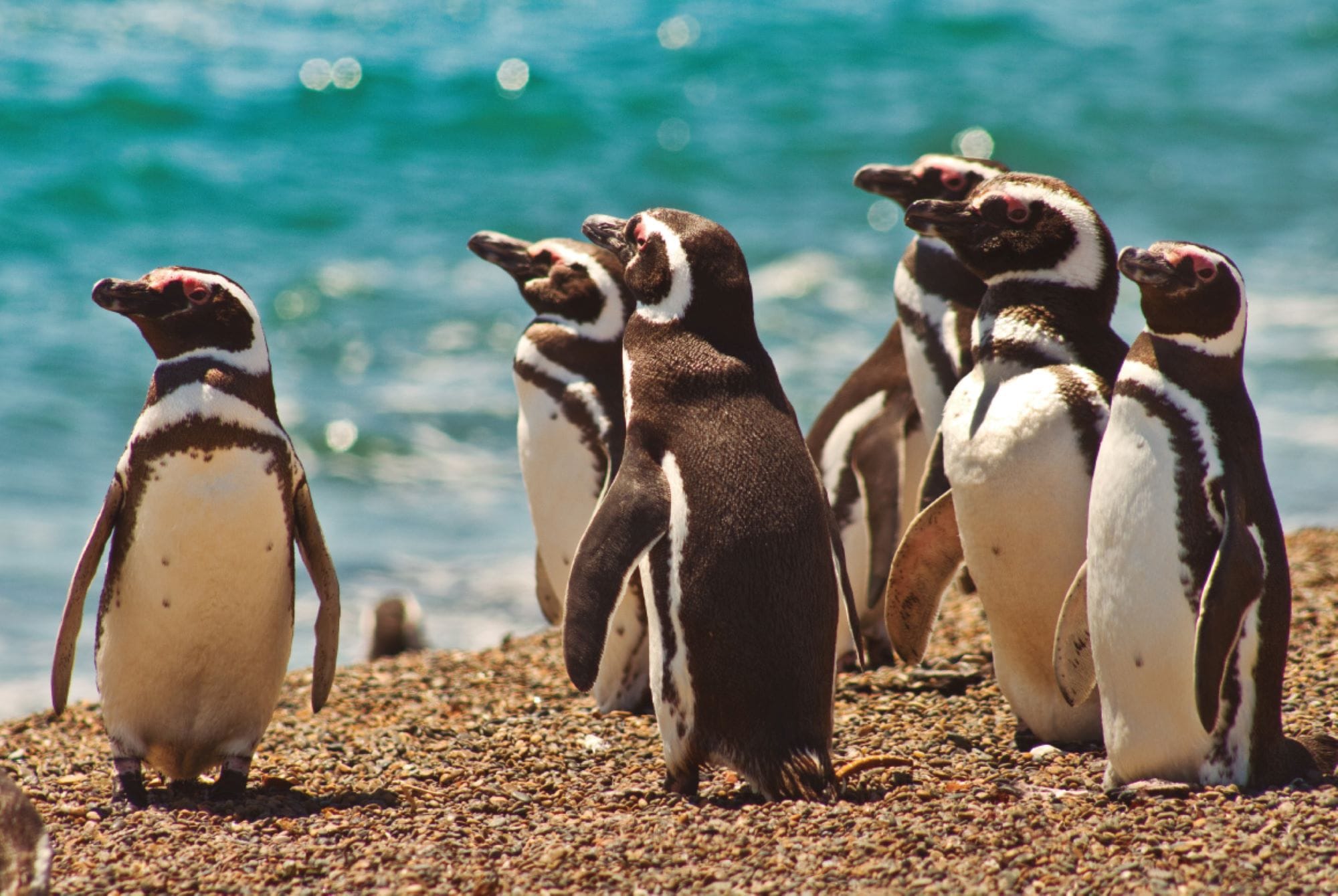 Puerto Madryn: Excursión a Península Valdes con Estancia San Lorenzo