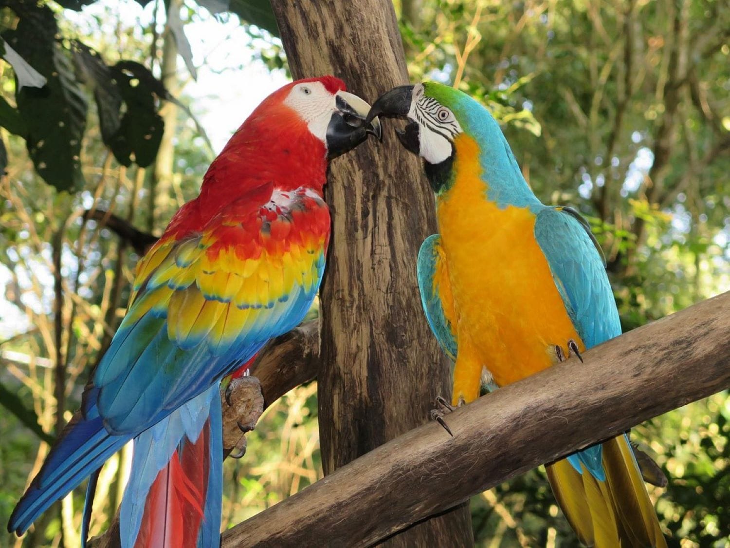 Combo pack: Cataratas Argentinas, Cataratas Brasileñas y Parque de las Aves, con traslados al Aeropuerto
