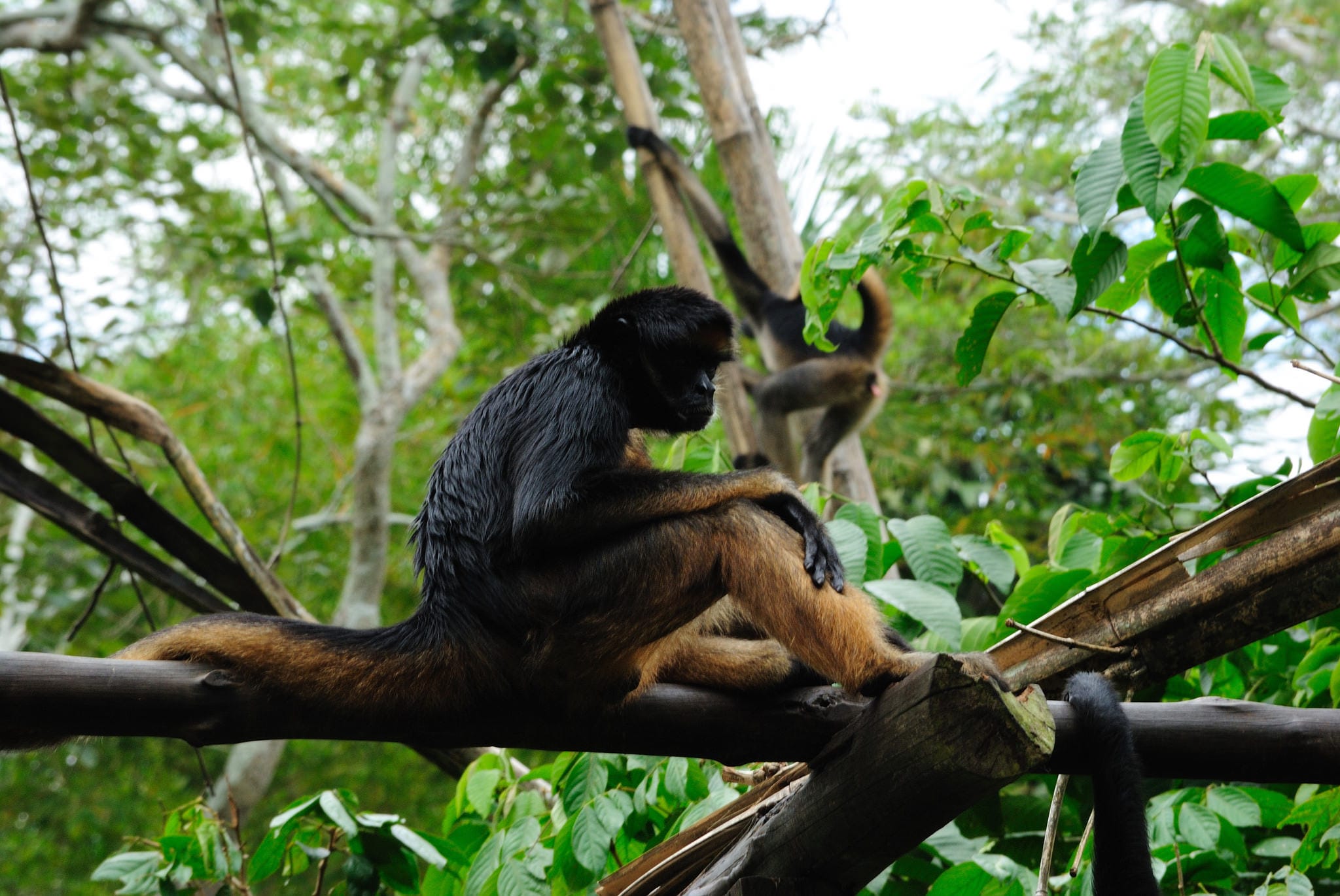 3-Day Iquitos Amazon Jungle Adventure at Heliconia Lodge