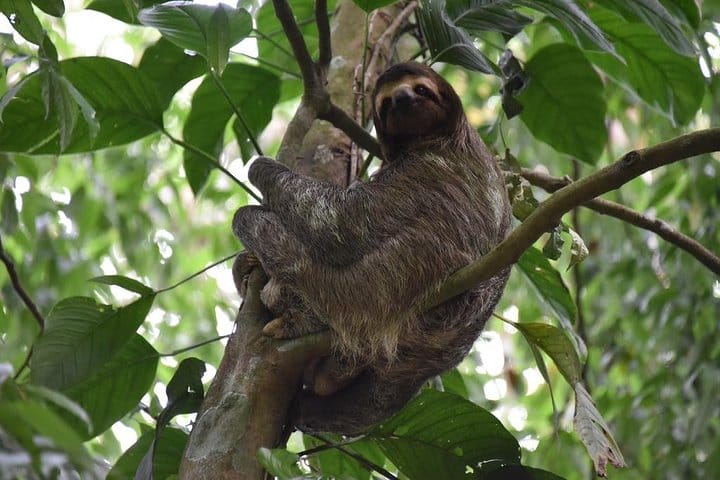 Aventura de perezosos desde Guanacaste