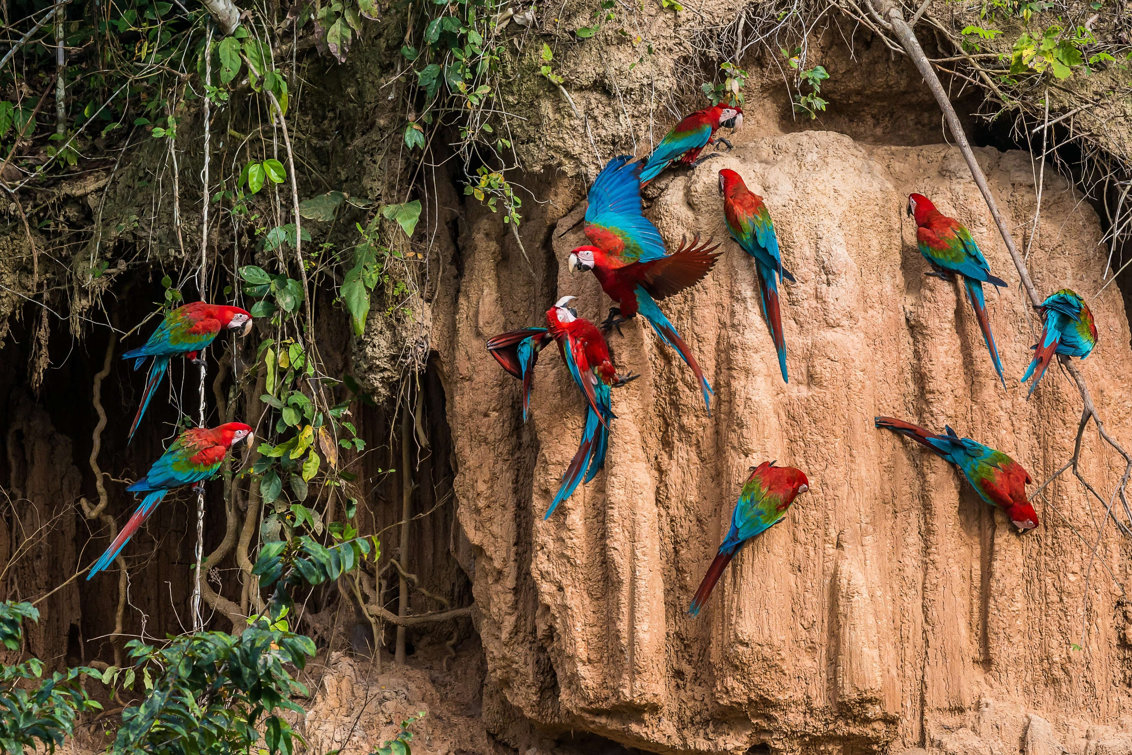 Pmal-04 : Macaw Magic: 3 Days at Tambopata's Clay Lick
