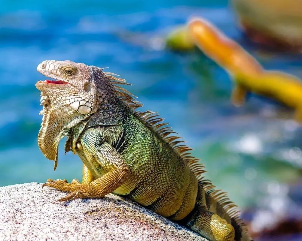 Tour Acuario y Johnny Cay en San Andrés con transporte compartido
