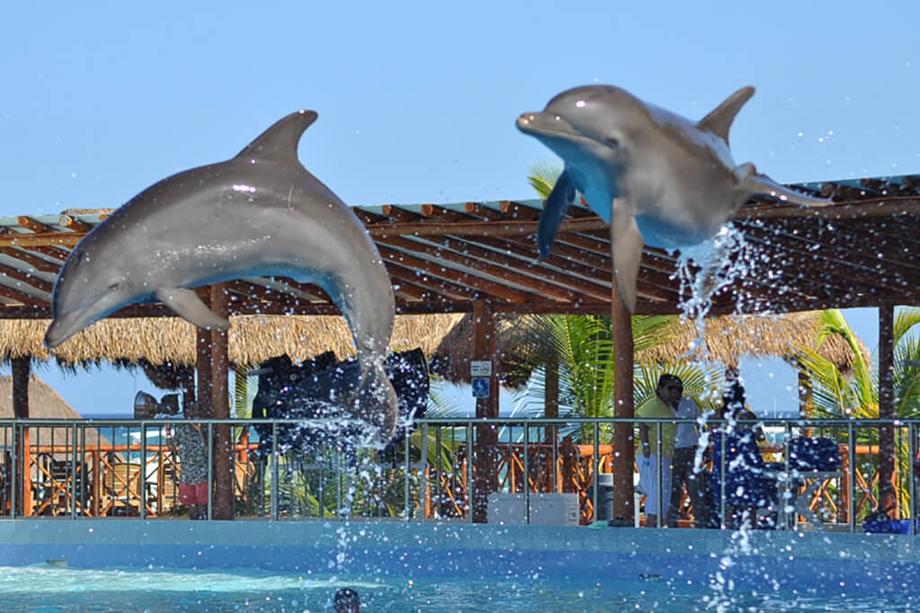 Dolphin encounter in Playa del Carmen