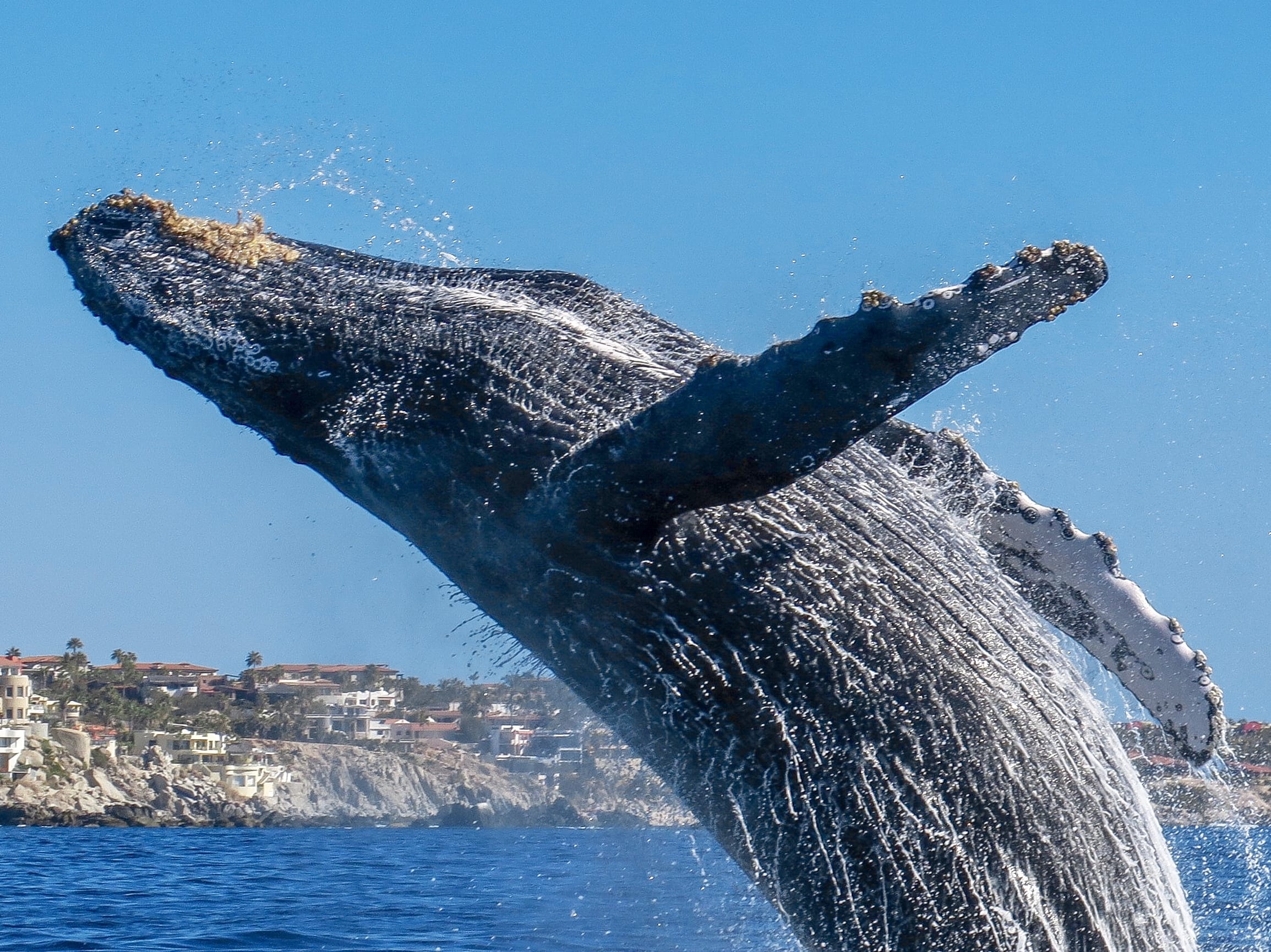 Cabo Whale Watching: Arch and Lovers Beach