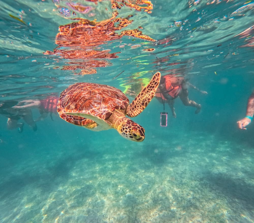 Akumal Turtles Swim Tour
