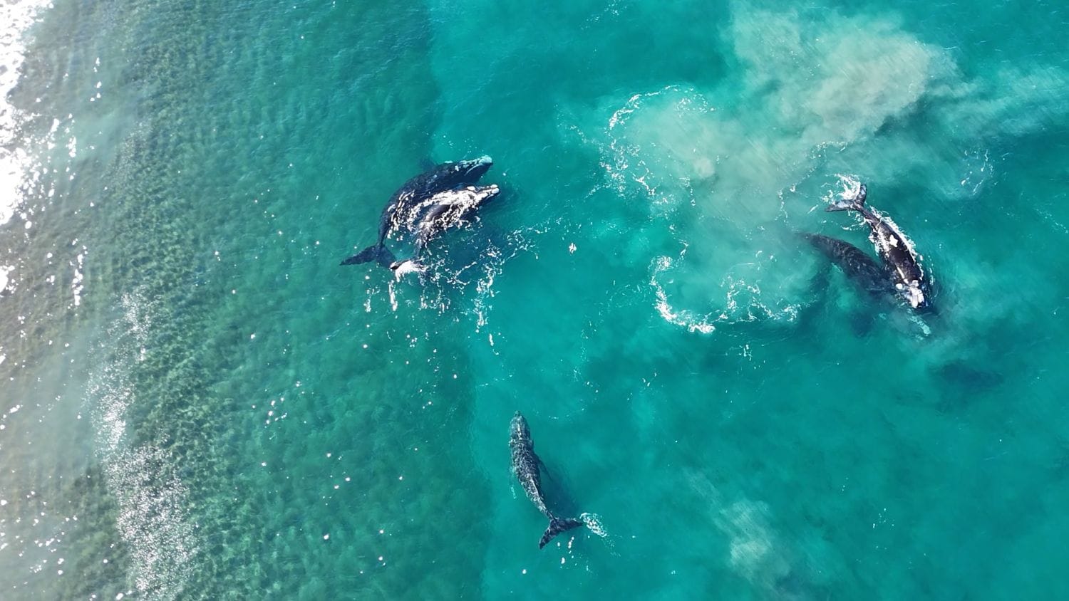 Bahía de las Ballenas: Experiencia Natural en Península Valdés