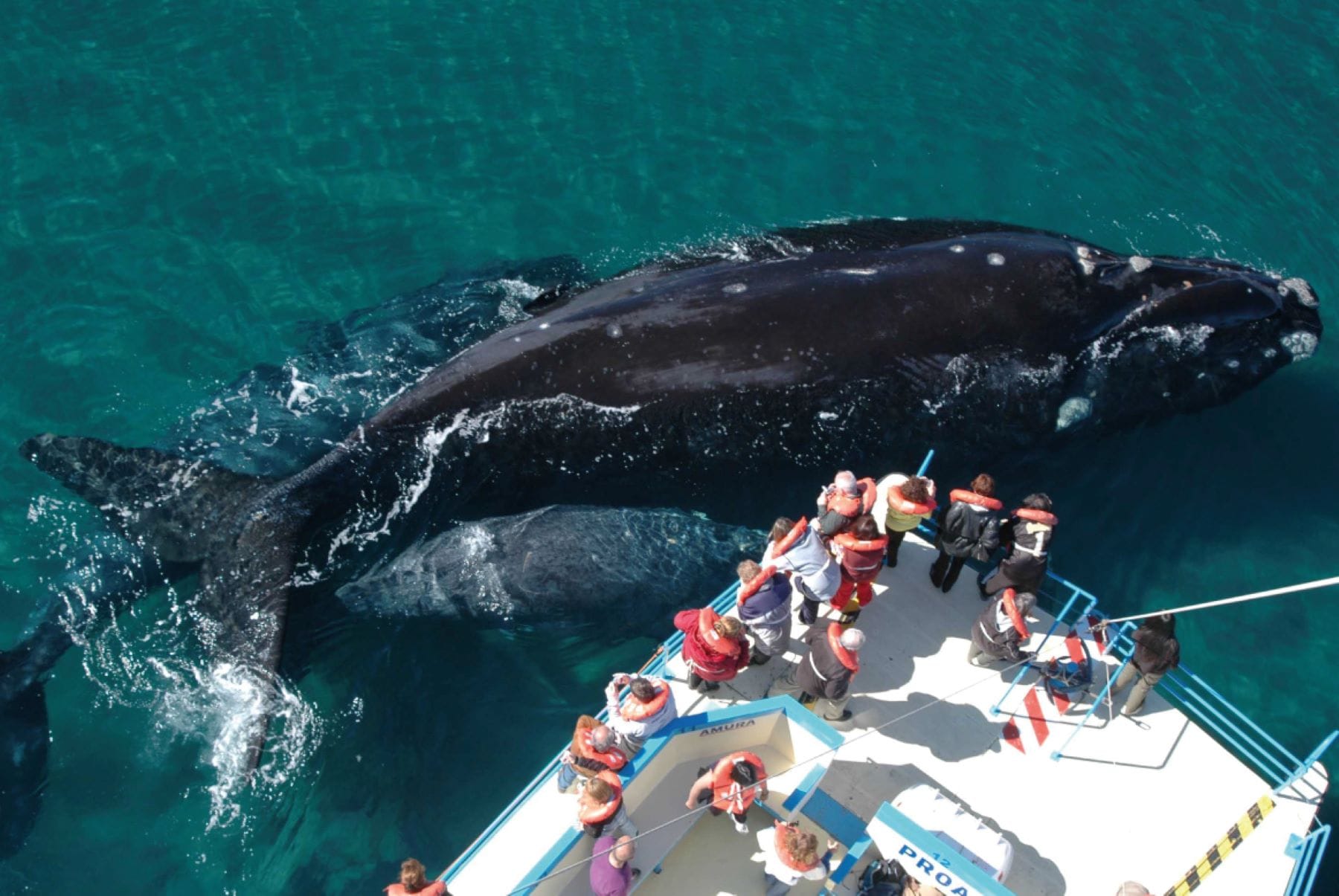Puerto Madryn: Full Day Península Valdés con avistaje de Ballenas en Puerto Pirámides