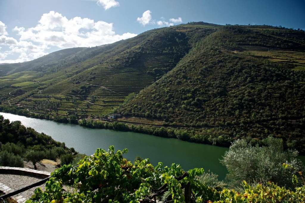 Tour del Vino en el Valle del Douro
