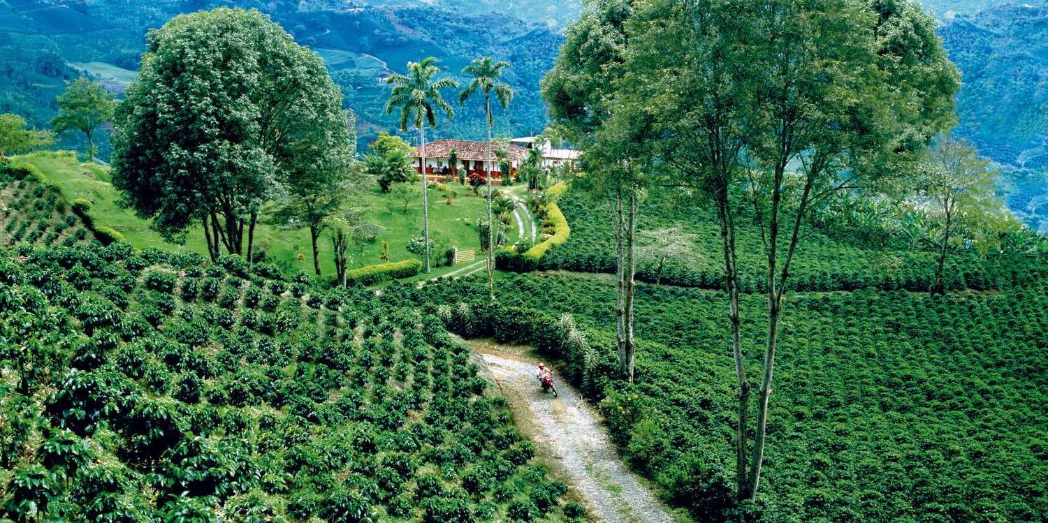 Finca de Café + Tour Filandia, Valle Cocora y Salento