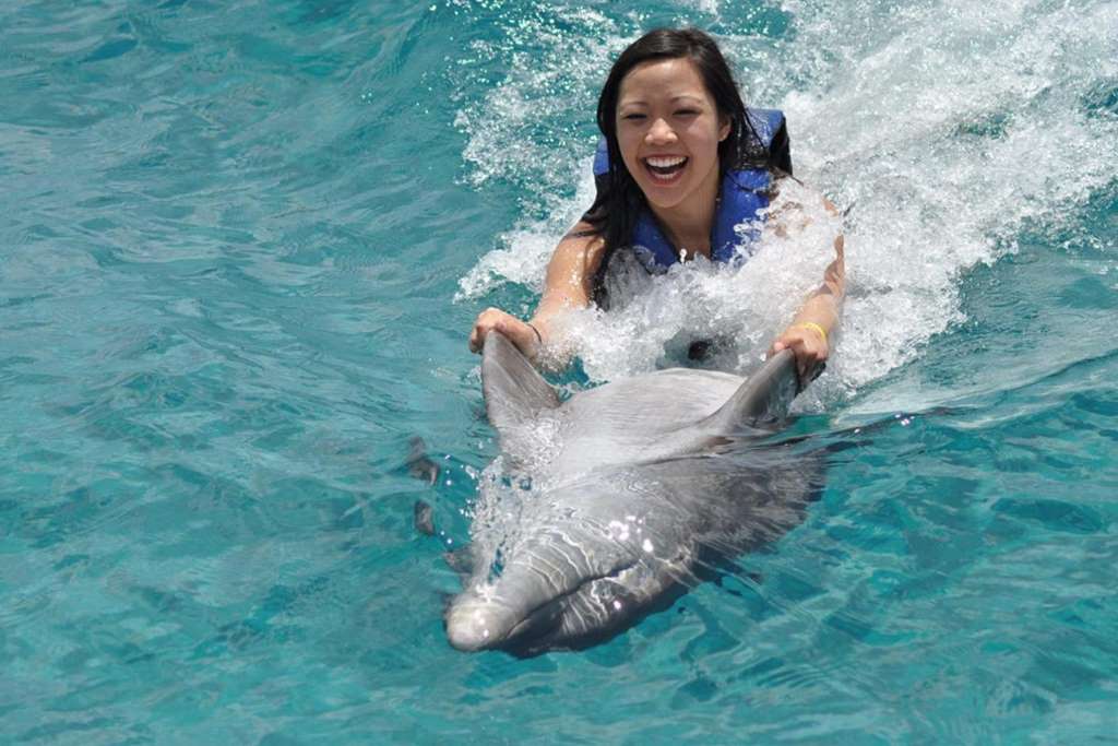 Swim with the Dolphins Adventure